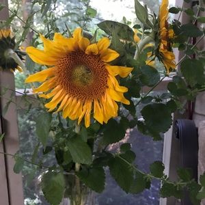 Meet your Posher, Anne